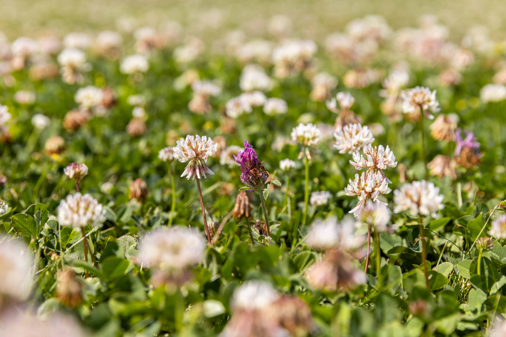 Clover Plus Turf