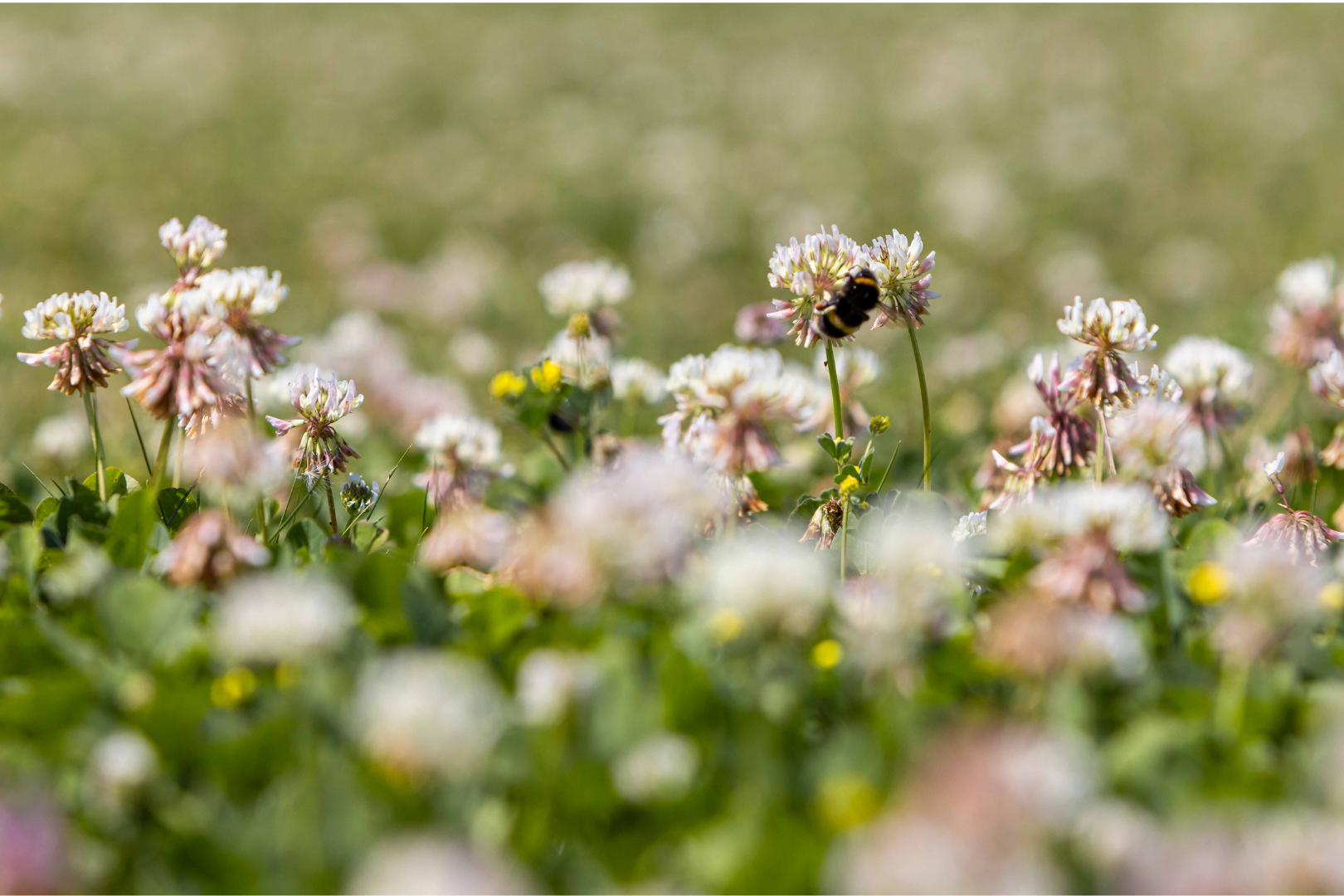 Clover Plus Turf - Image 3
