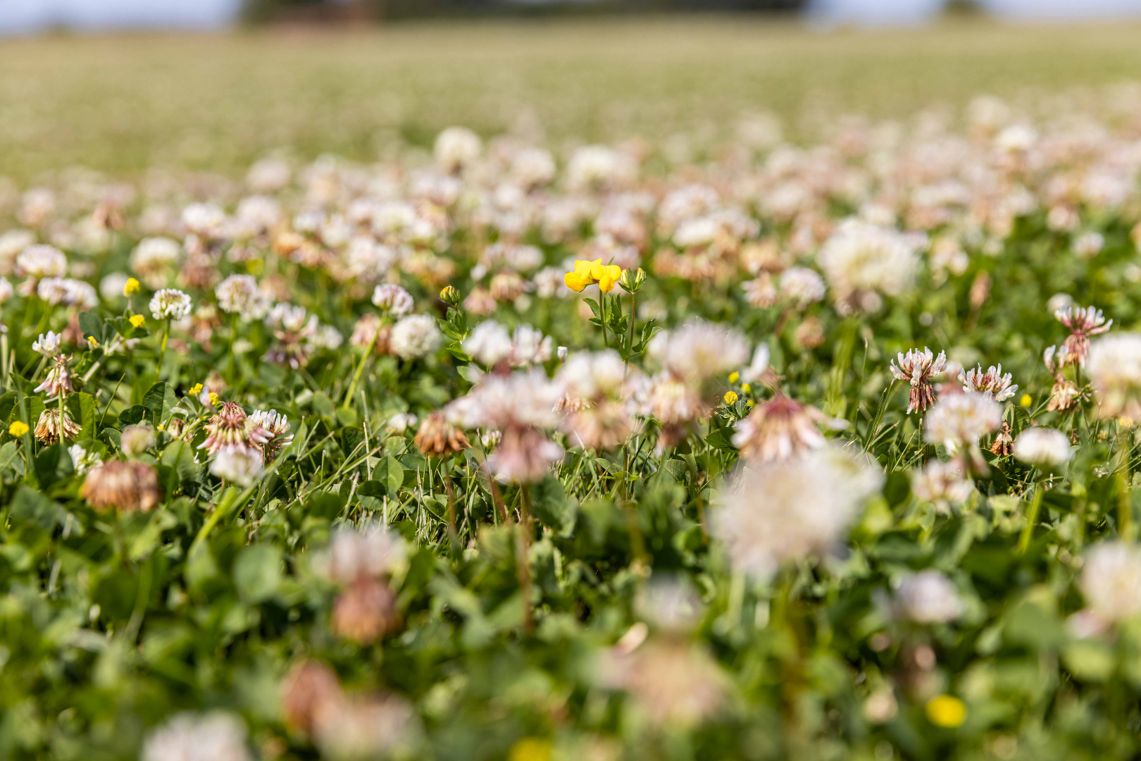 Clover Plus Turf - Image 4