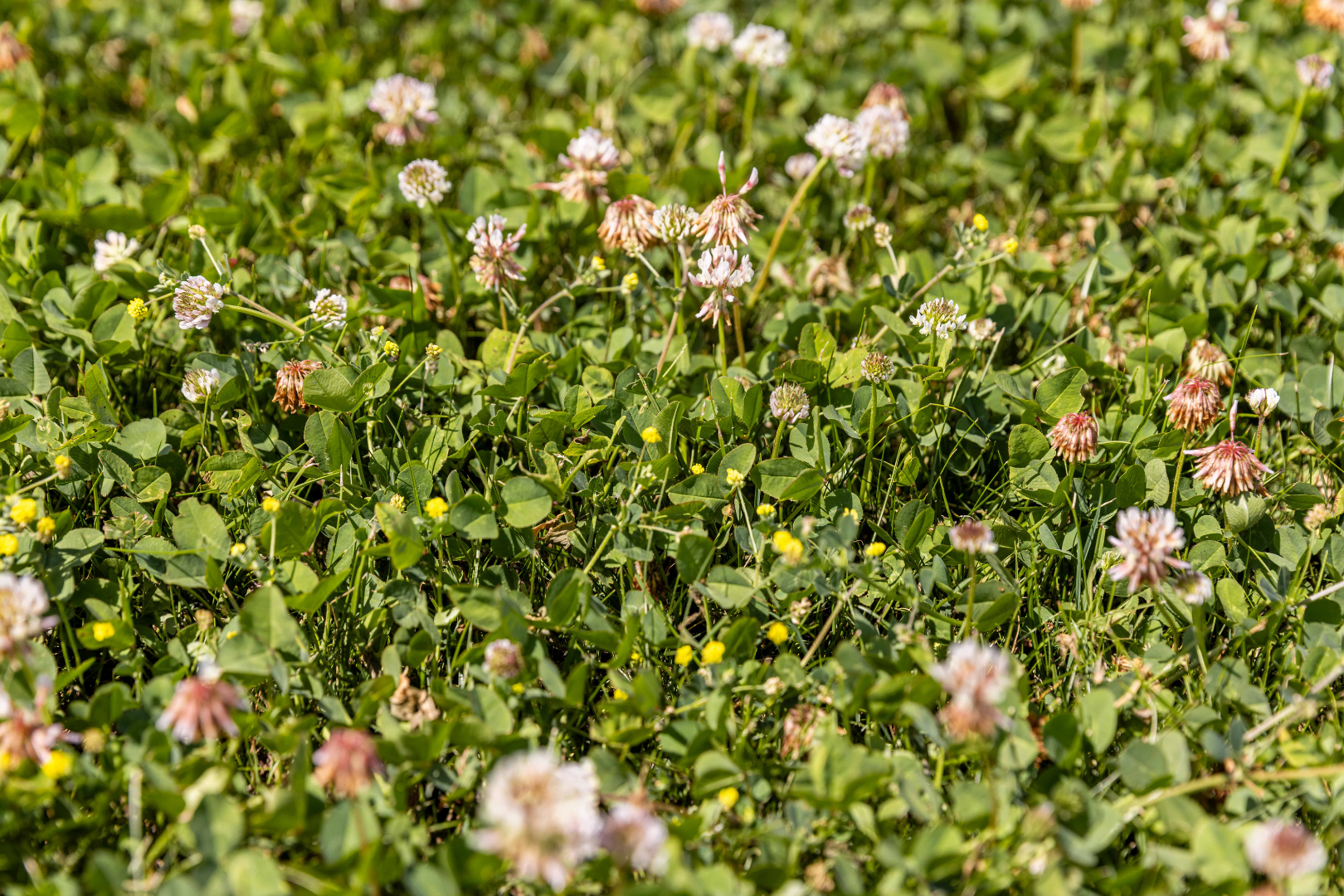 Clover Plus Turf - Image 5