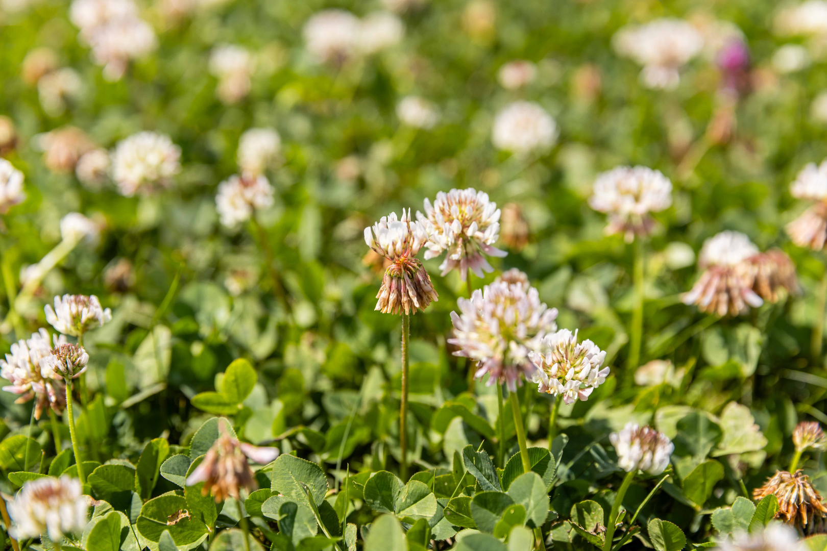 Clover Plus Turf - Image 6