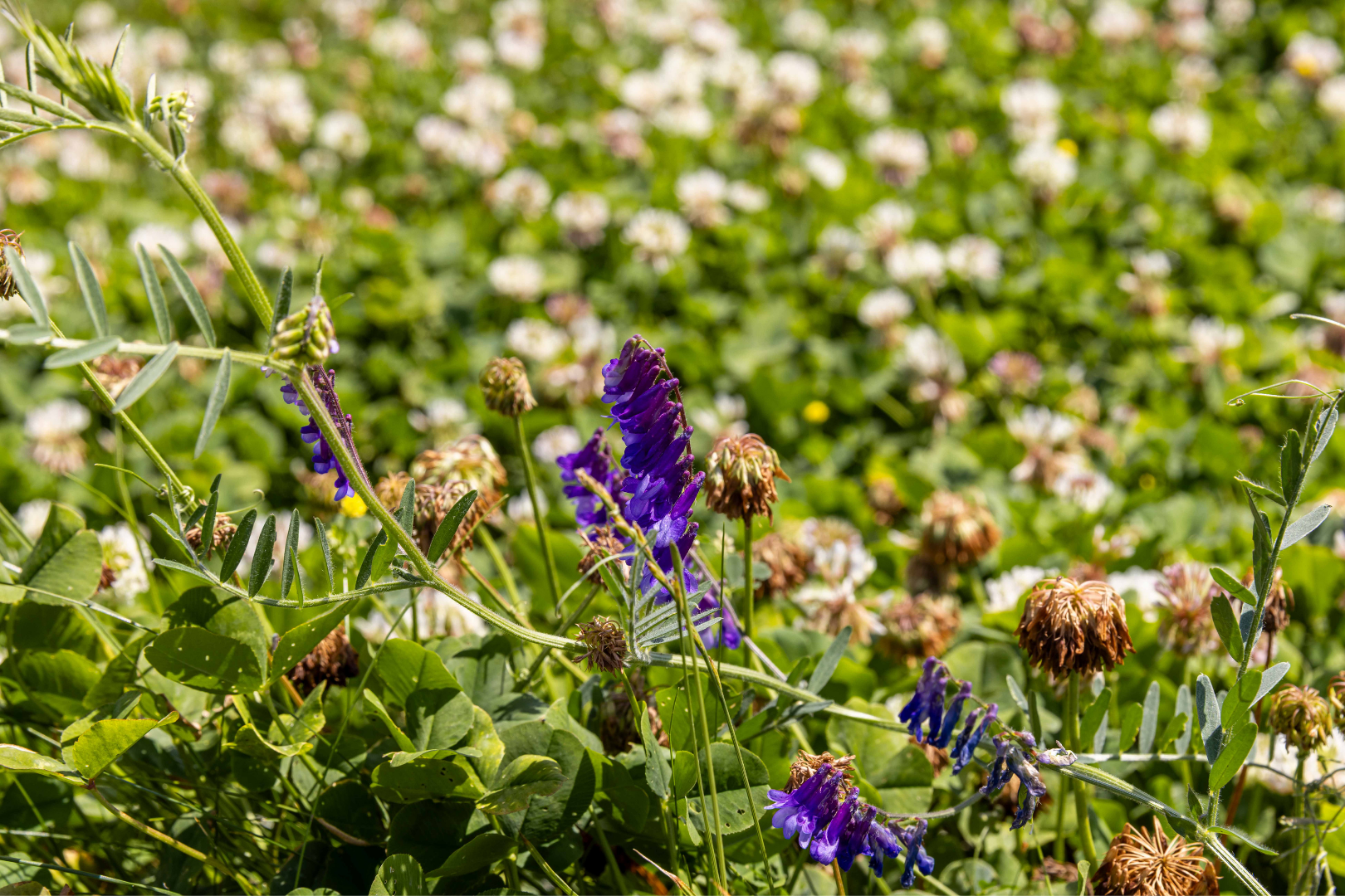 Clover Plus Turf - Image 7