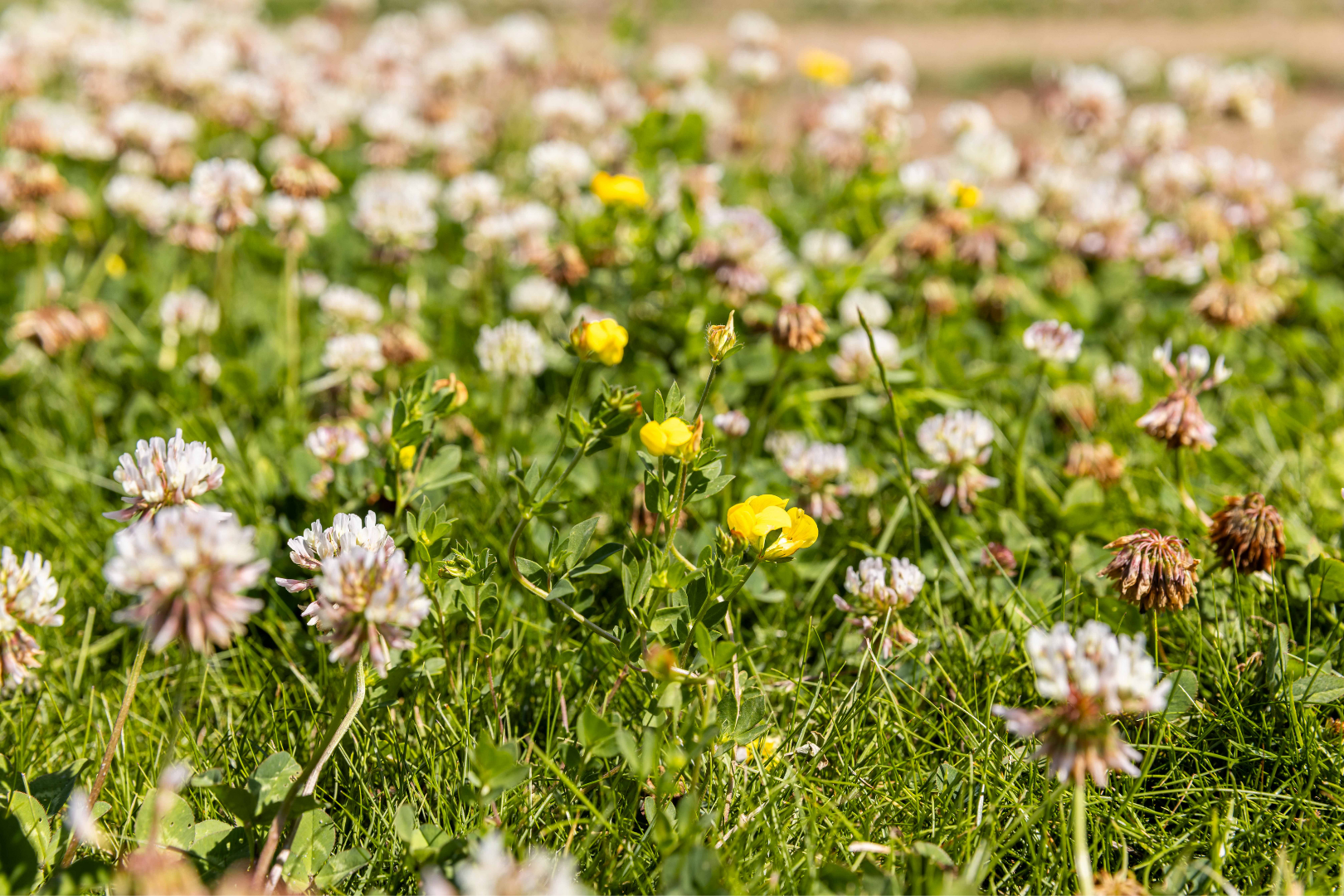 Clover Plus Turf - Image 8