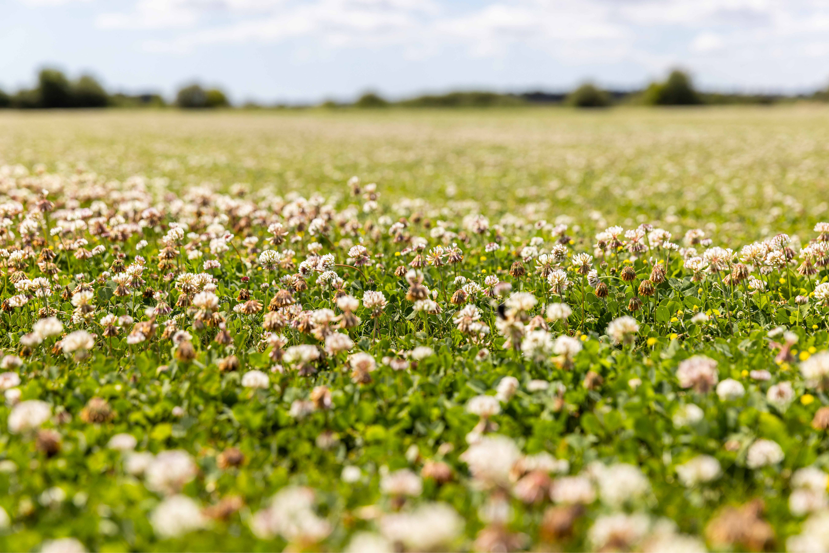 Clover Plus Turf - Image 9