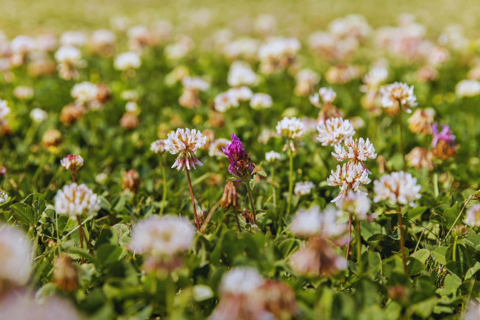 Clover Plus Turf