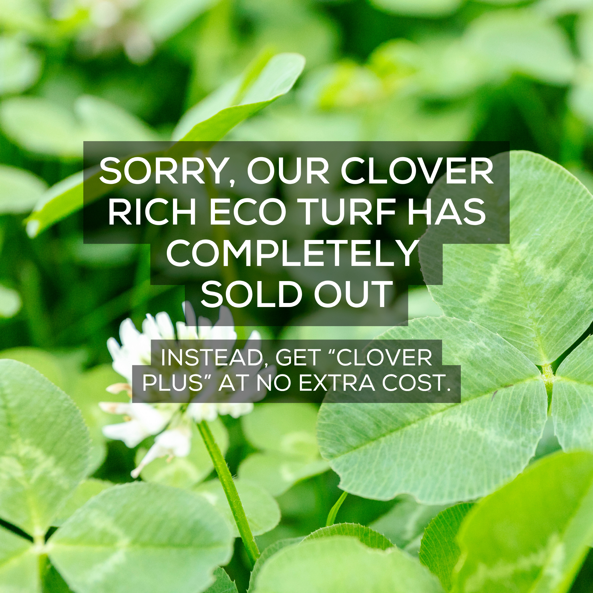 Clover Rich Eco Turf