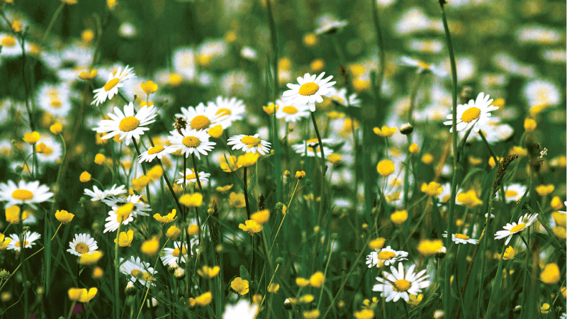 Floral Lawn Turf