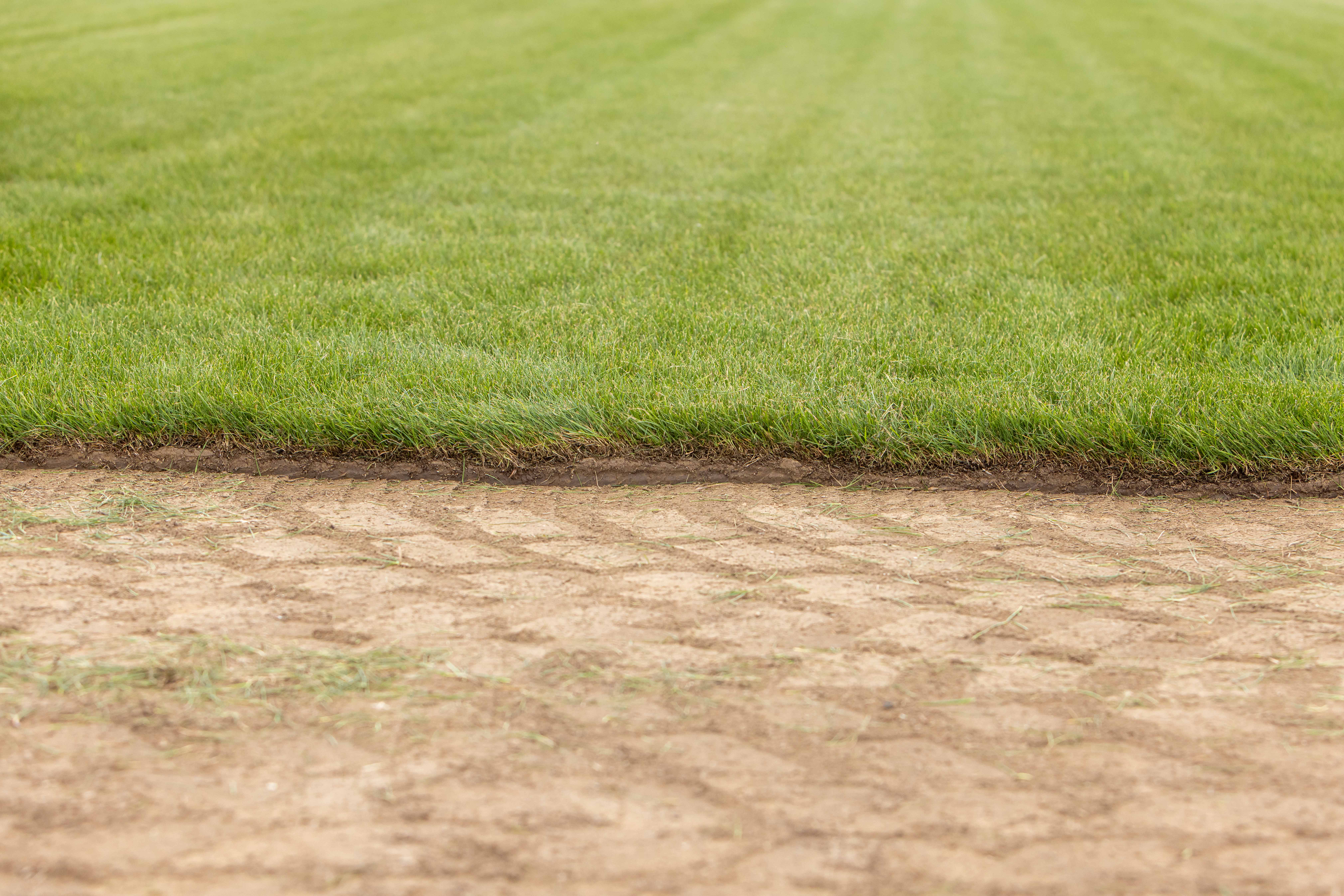 Grasslands Rysport Turf - Image 2