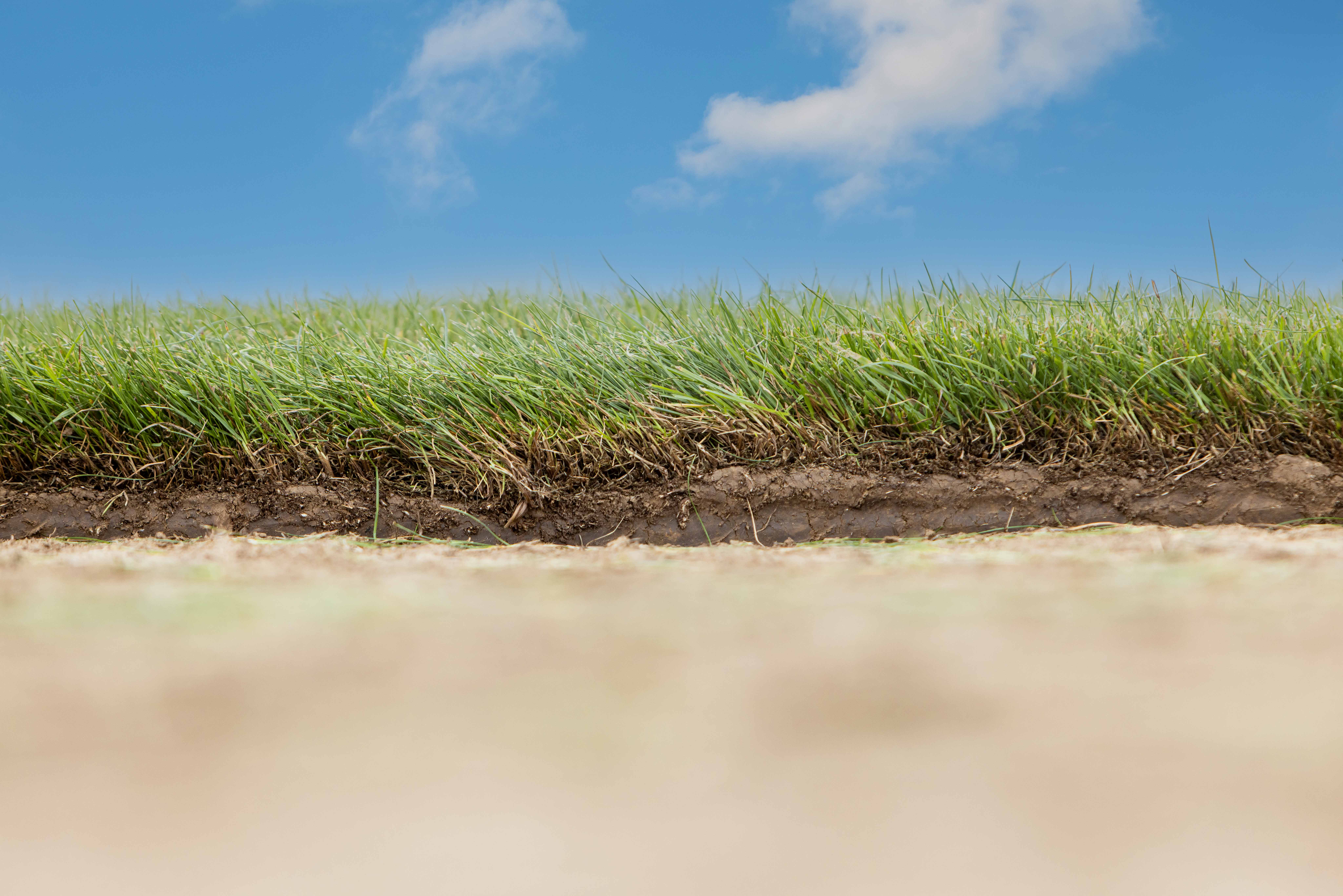 Grasslands Rysport Turf - Image 3