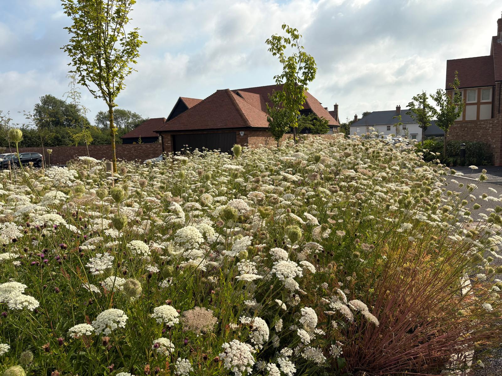 Species Rich Turf - Image 5