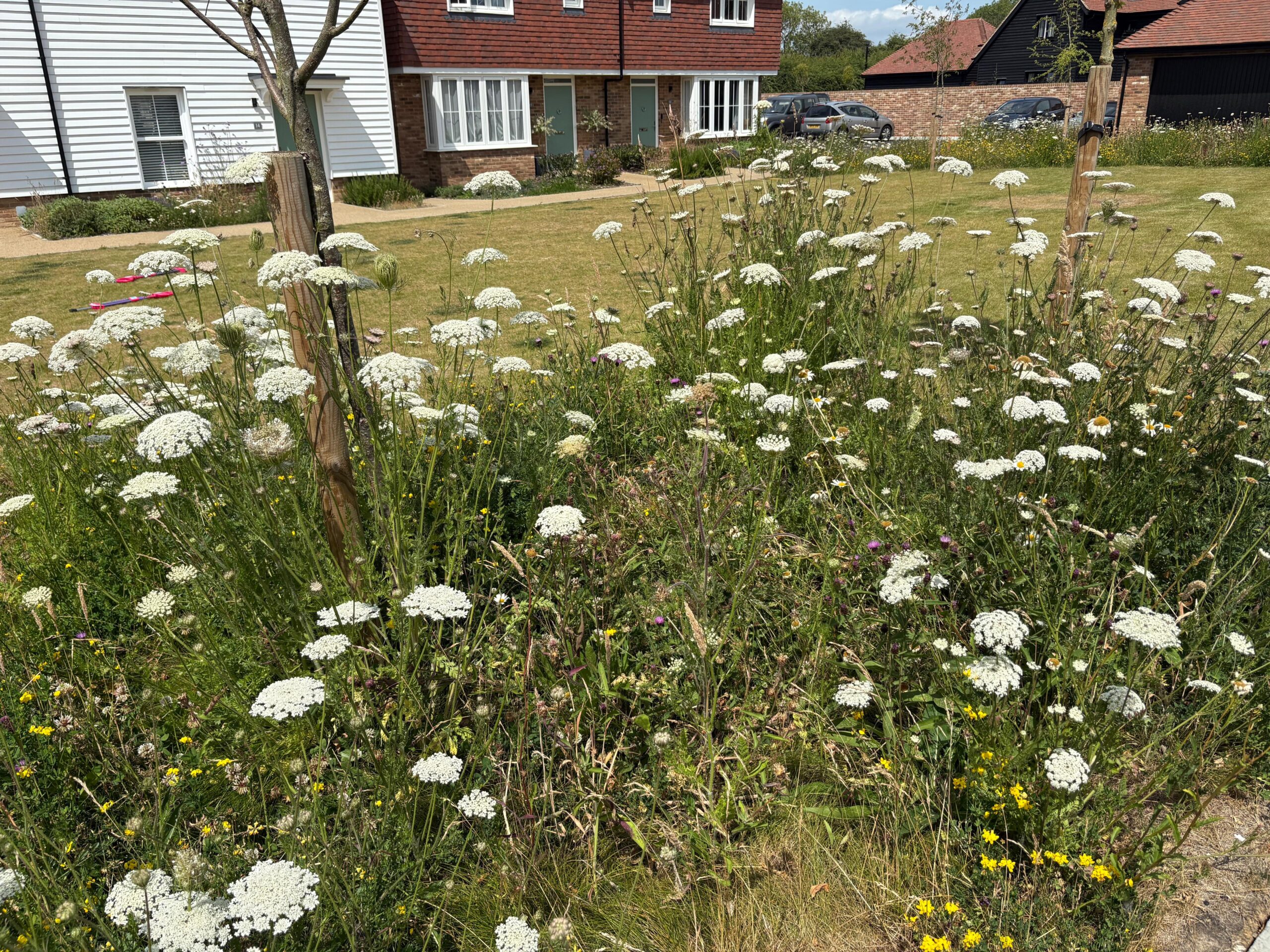 Species Rich Turf - Image 4