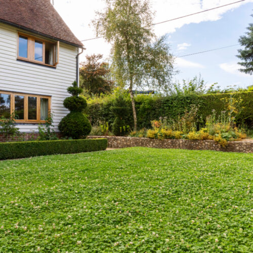 Image of clover lawn in front of house
