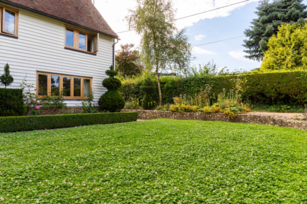 Image of clover lawn in front of house