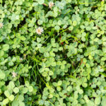 Top down image of clover lawn