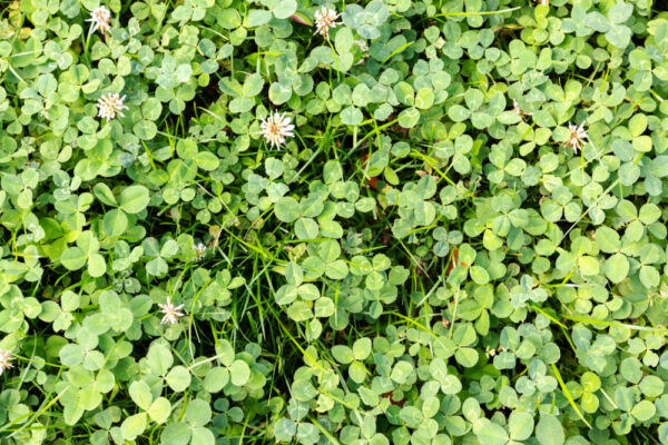 Top down image of clover lawn