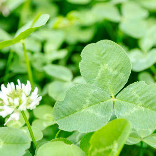 Close up of clover leaves and flowers
