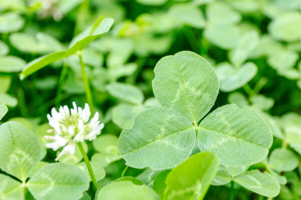 Close up of clover leaves and flowers