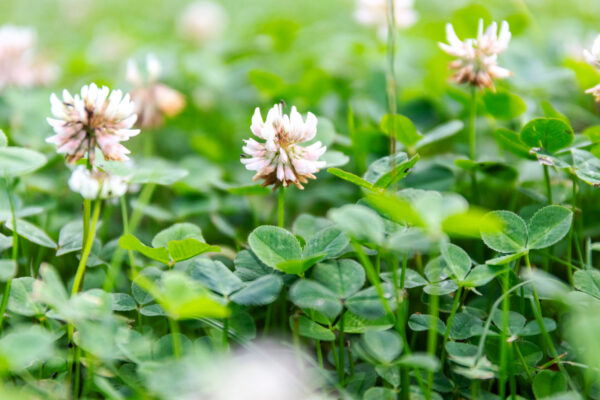 Close up of clover lawn