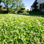 Image of sweeping clover lawn in front of house