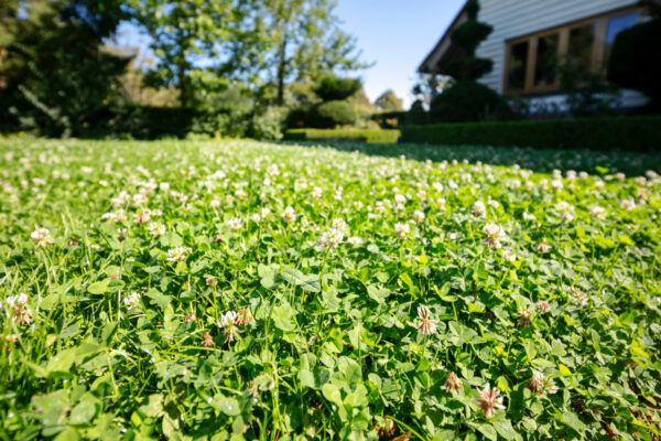 Image of sweeping clover lawn in front of house