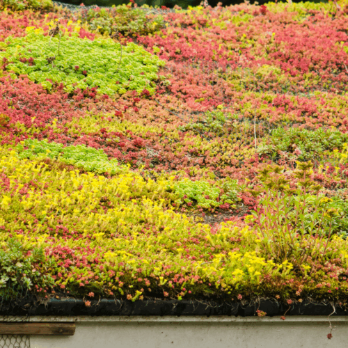 Sedum roof in a range of greens and reds
