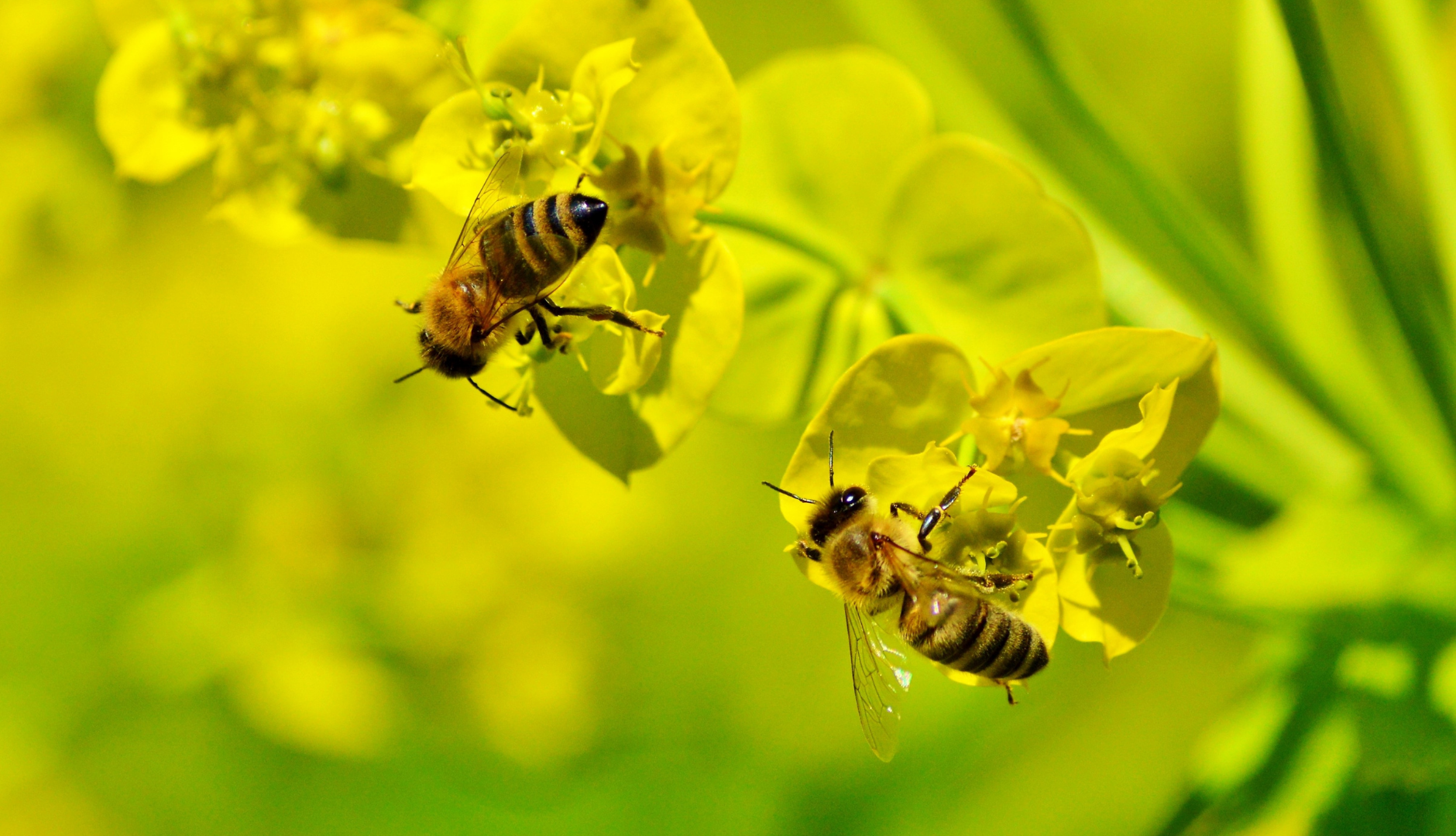 Biodiversity Net Gain for Developers: Job Done or Just Started?