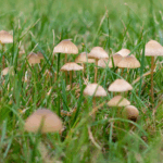 An image of grass with mushrooms in it