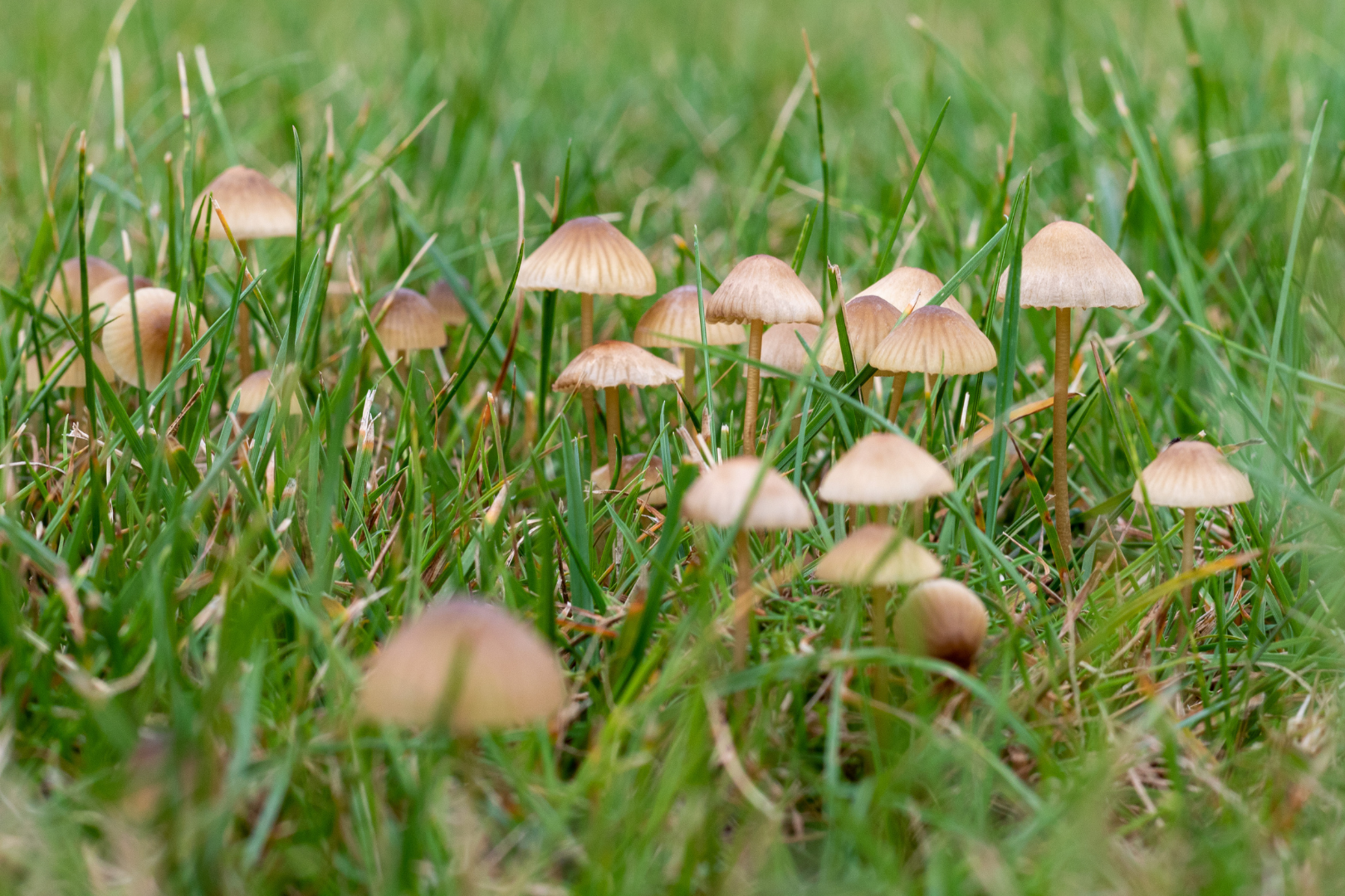 Mushrooms and toadstools in lawns
