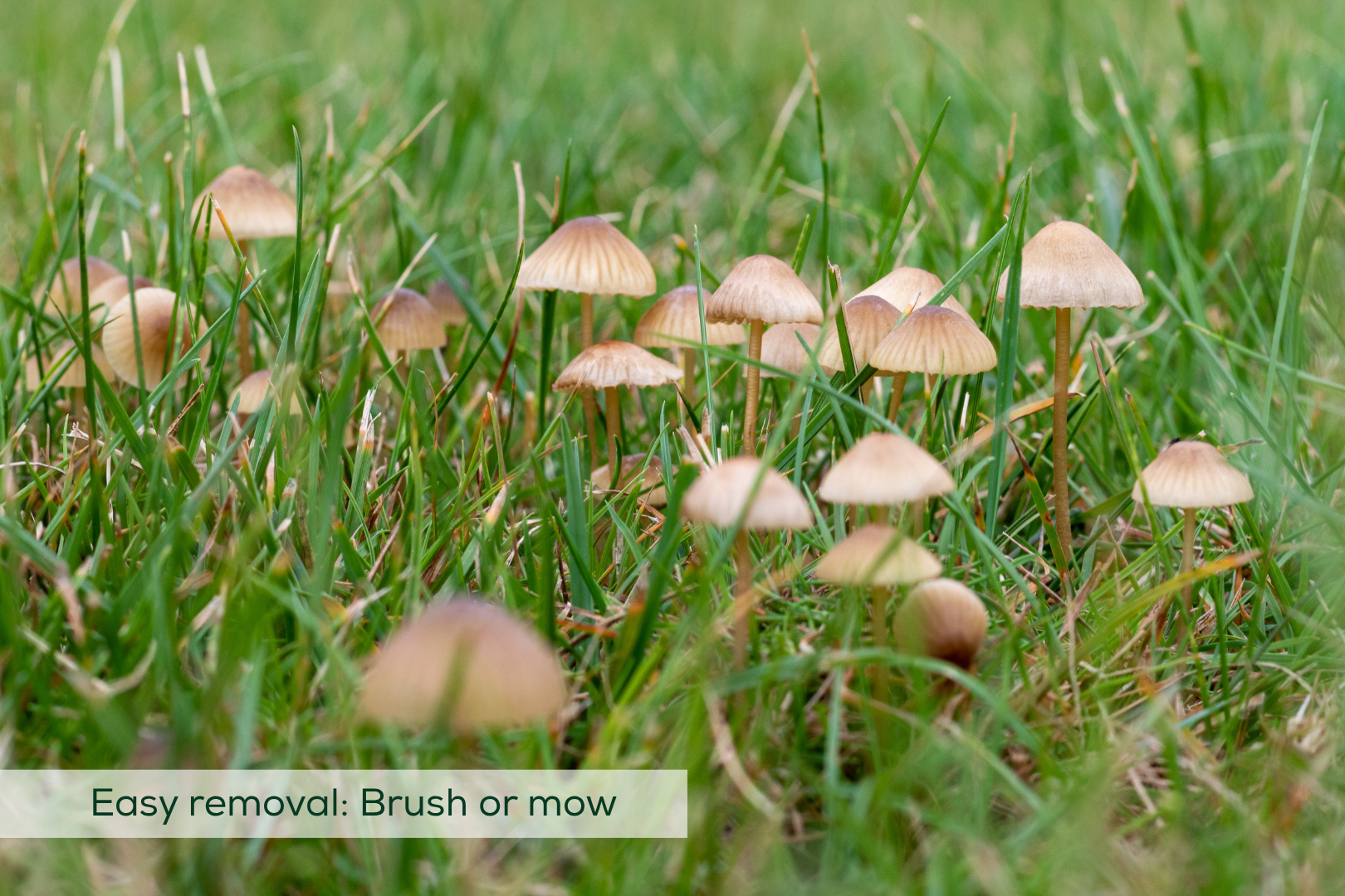 Close up image of grass with mushrooms growing. Caption on image saying 'Easy removal: Brush or mow'