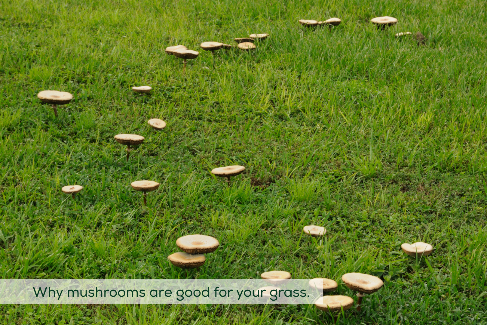 Photo of a lawn with mushrooms in a ring shape. Caption says 'Why mushrooms are good for your grass.'