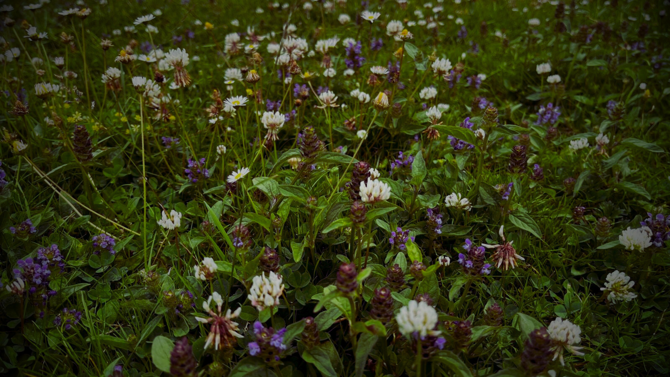 Microplastics in your garden: Why some ‘sustainable’ turf isn’t what it seems