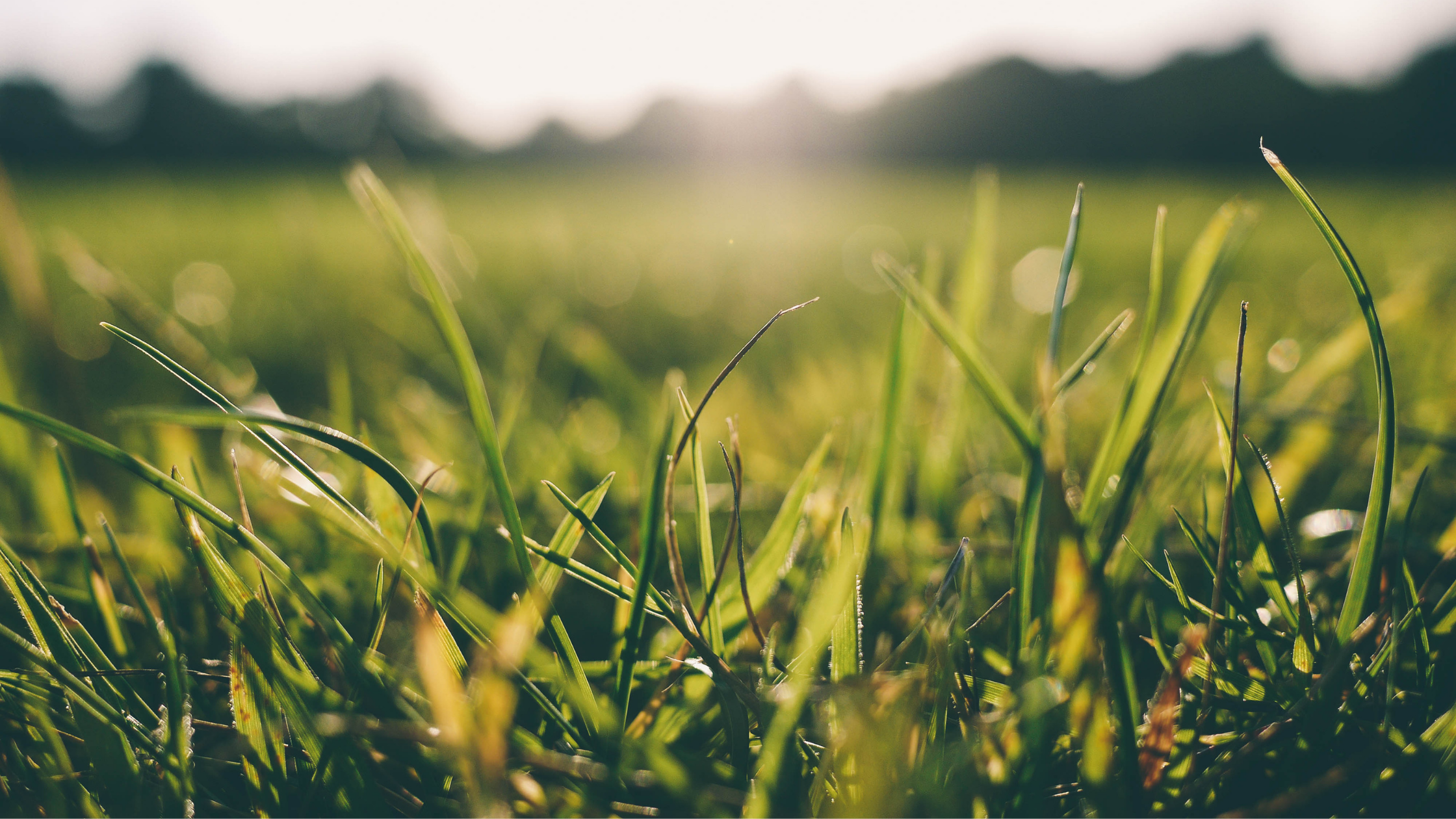 Sod heating: what it is, why it happens and how chilled turf delivery prevents it