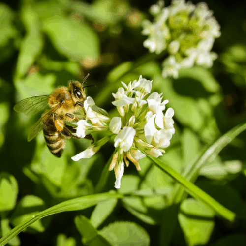 Bee on clover flower