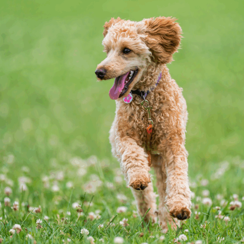 Dog running on a clover lawn