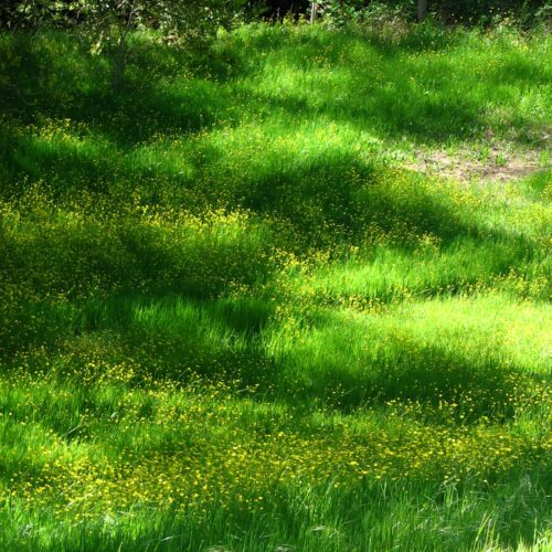 Lush green grass in a sunny position with yellow wildflowers thriving throughout