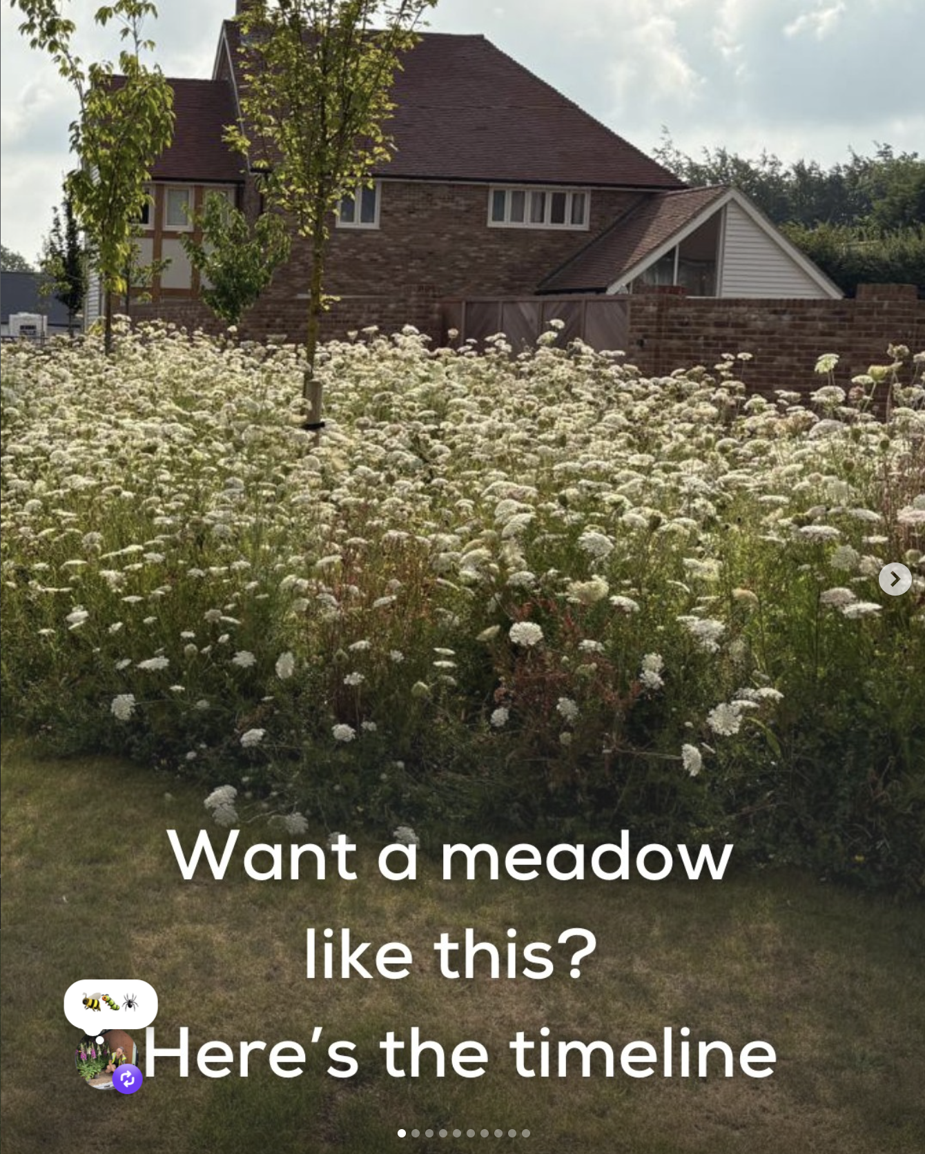 Want a meadow like this?