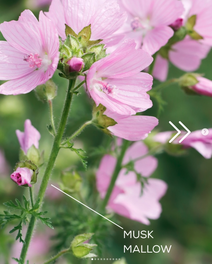 Species Rich Turf