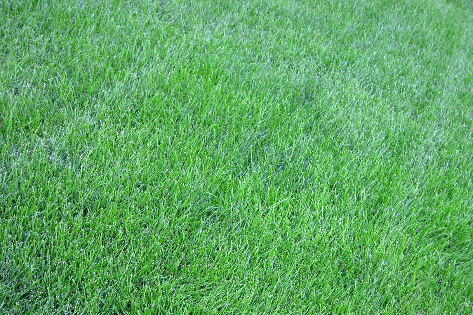 Keep off it, then give it its first cut